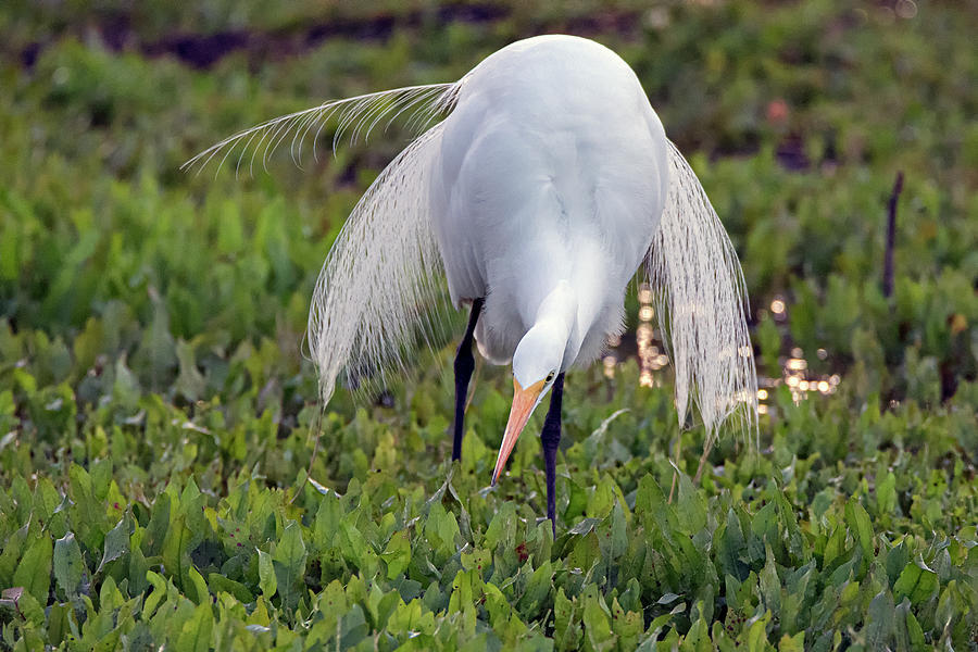 Great Egret 2764-030220-2 Photograph by Tam Ryan