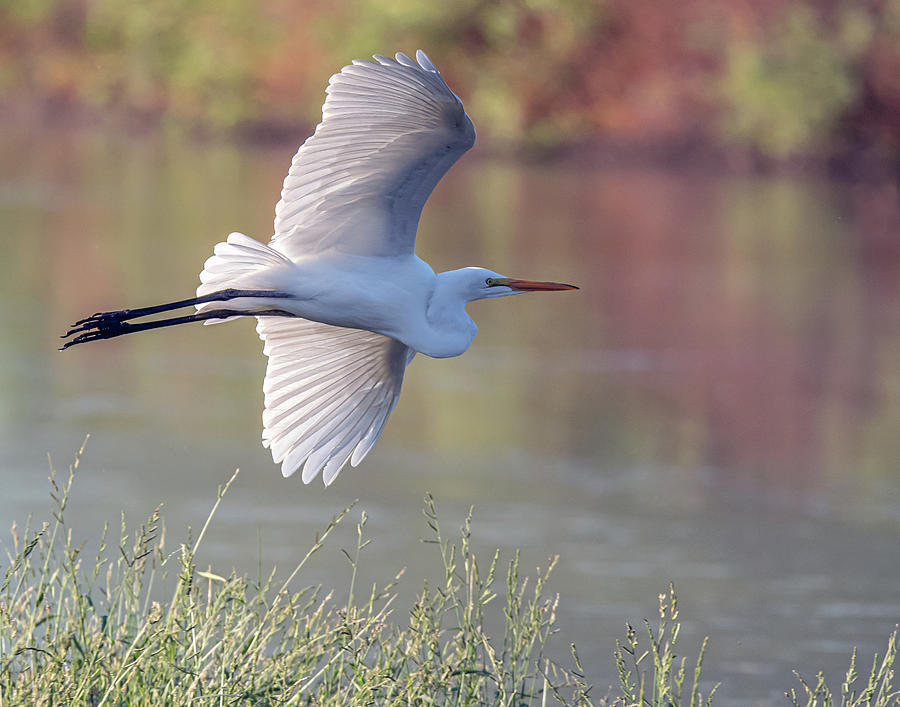 Great Egret 2919-100220-2 Photograph by Tam Ryan