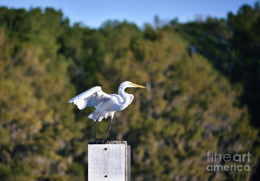 Great egret 3 Photograph by Andrea Anderegg