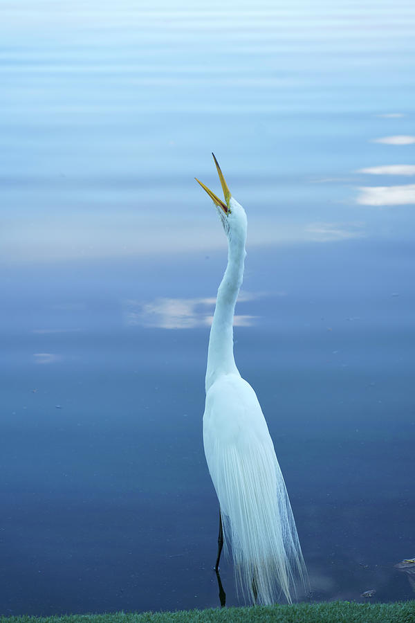 Great Egret 3 - Fish Acquired Photograph