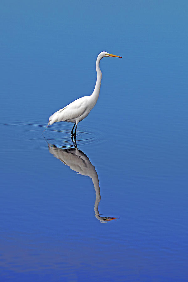 Great Egret 30A Photograph by Sally Fuller