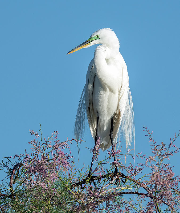 Great Egret 3132-051321-2 Photograph by Tam Ryan