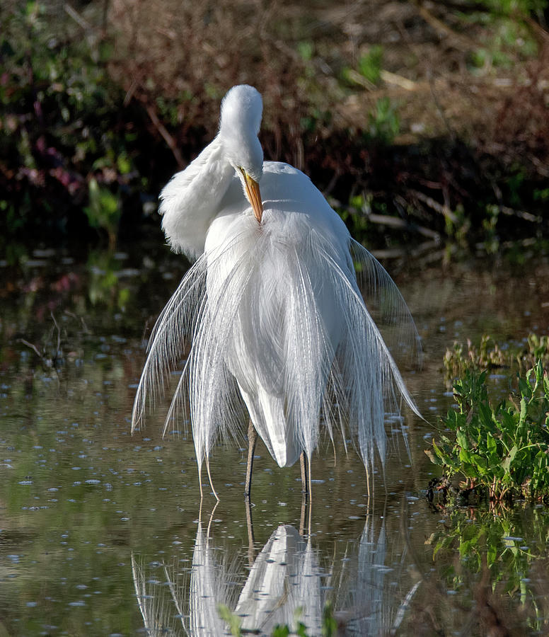 Great Egret 3164-030520-2 Photograph by Tam Ryan