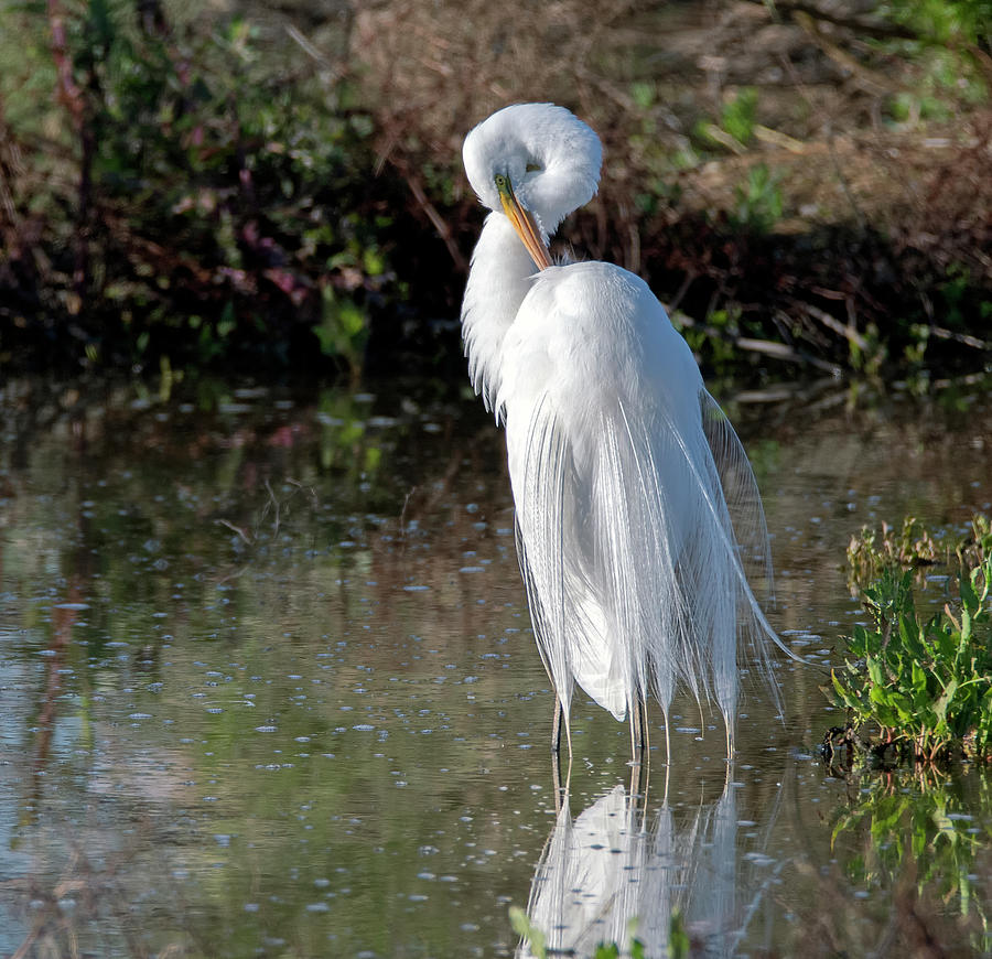 Great Egret 3165-030520-2 Photograph by Tam Ryan