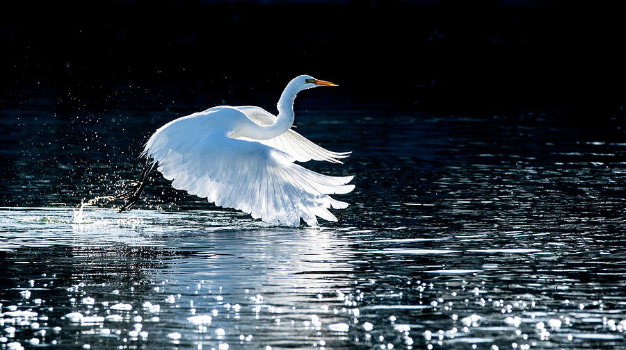 Great Egret 3166-011823-2 Photograph by Tam Ryan