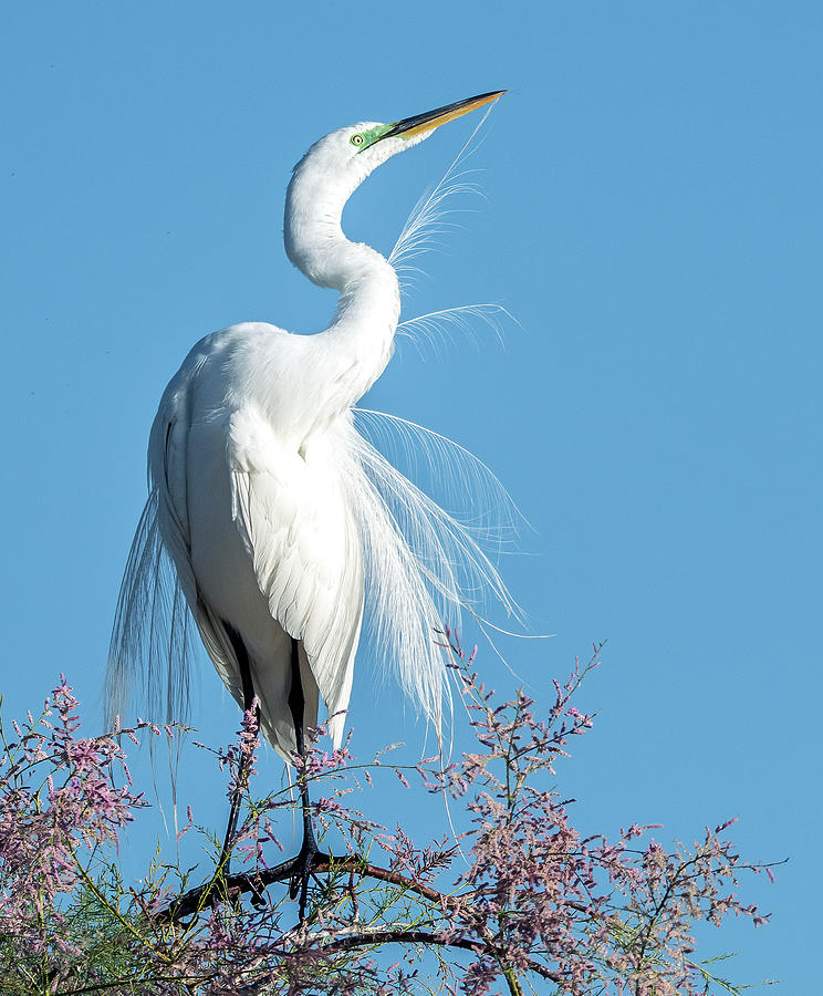Great Egret 3167-051321-2 Photograph by Tam Ryan