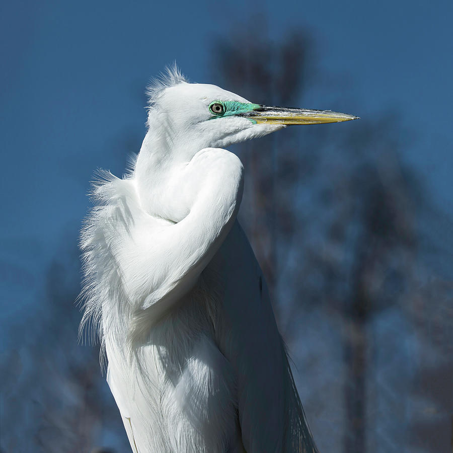 Great Egret 32A Photograph by Sally Fuller