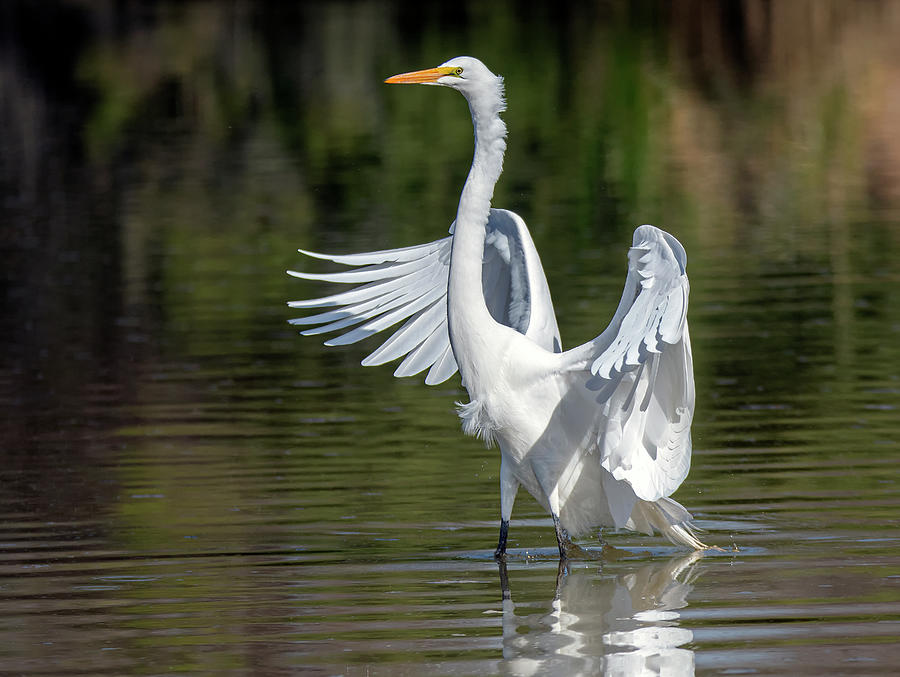 Great Egret 3396-030520-2 Photograph by Tam Ryan