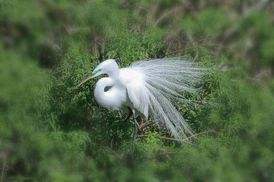 Great Egret 33A Photograph by Sally Fuller