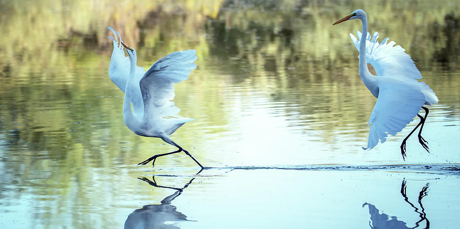 Great Egret 3478-100620-2 Photograph by Tam Ryan