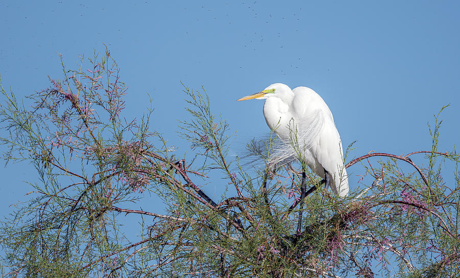 Great Egret 3621-041721-2 Photograph by Tam Ryan