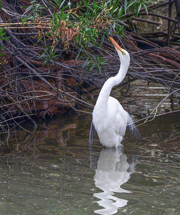 Great Egret 3828-123120-2 Photograph by Tam Ryan