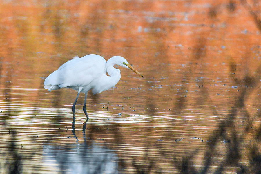 Great Egret 3854-010121-2 Photograph by Tam Ryan