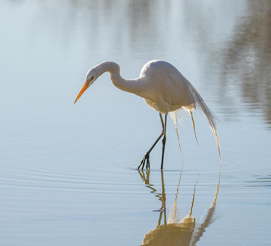 Great Egret 4017-020523-2 Photograph by Tam Ryan