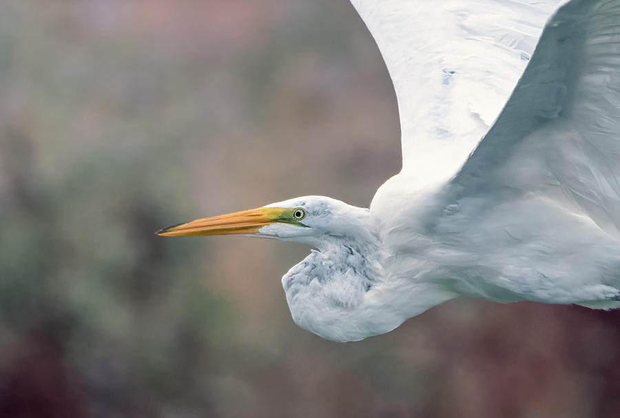 Great Egret 4112-071921-2 Photograph by Tam Ryan