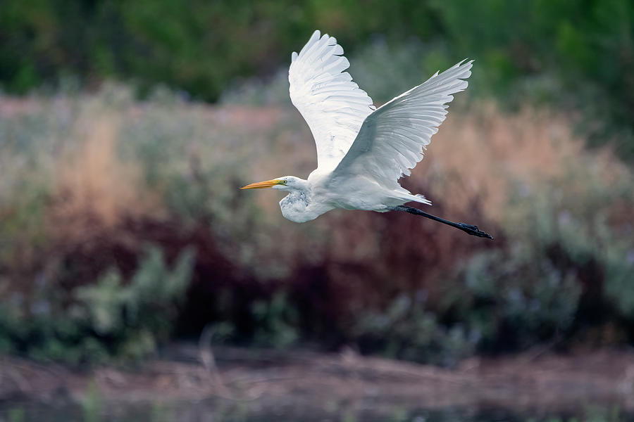 Great Egret 4112-071921 Photograph by Tam Ryan