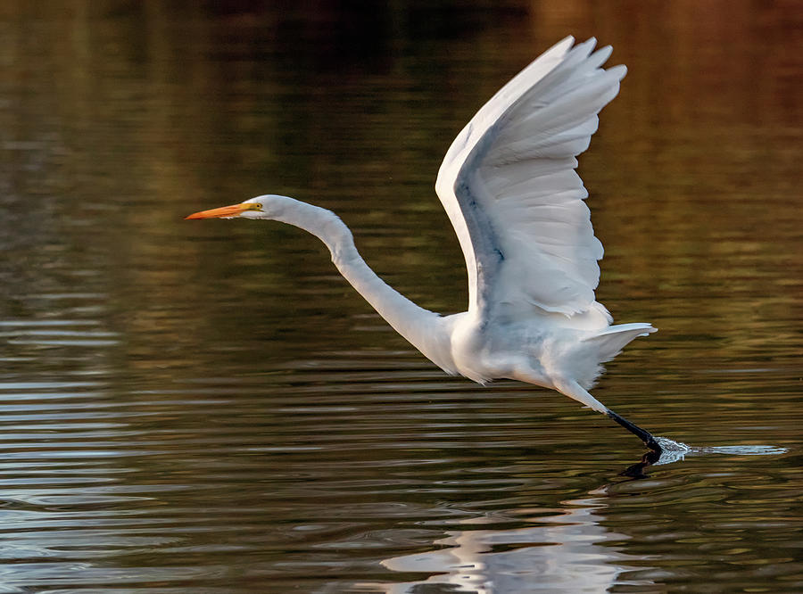 Great Egret 4658-111019-2 Photograph by Tam Ryan