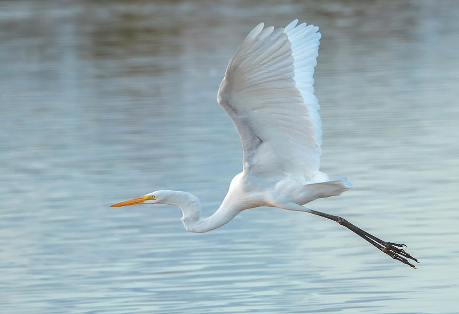 Great Egret 4663-111019-2 Photograph by Tam Ryan