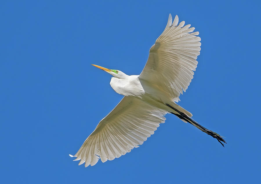 Great Egret 4907-042022-2 Photograph by Tam Ryan