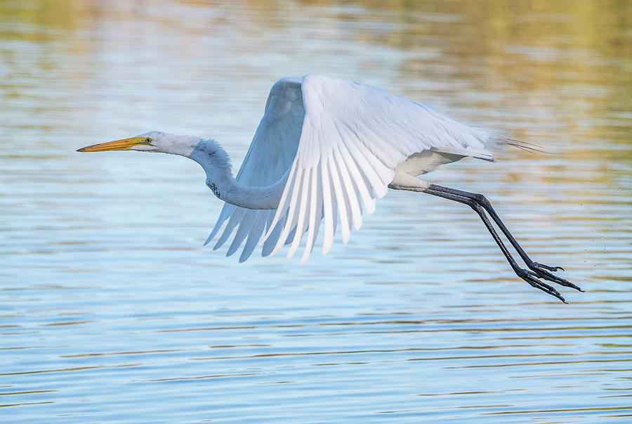 Great Egret 5456-061820-2 Photograph by Tam Ryan