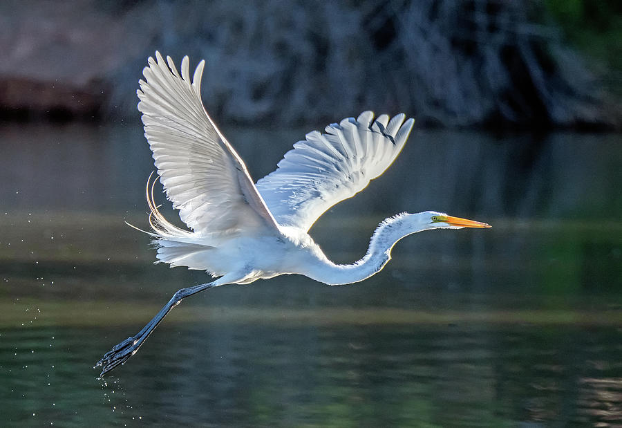 Great Egret 5482-061820-2 Photograph by Tam Ryan