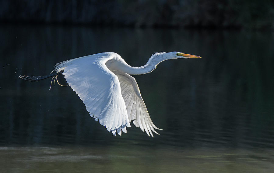 Great Egret 5486-061820-2 Photograph by Tam Ryan