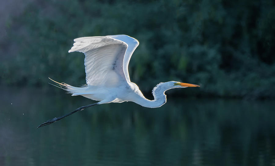 Great Egret 5490-061820-2 Photograph by Tam Ryan
