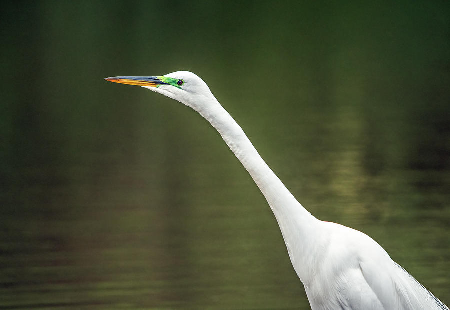Great Egret 5756-042721-2 Photograph by Tam Ryan