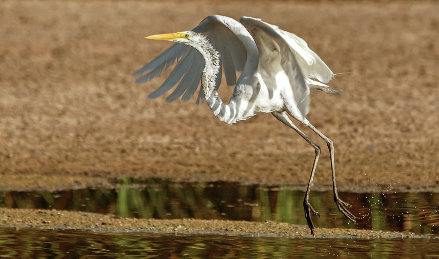 Great Egret 5803-072220-2 Photograph by Tam Ryan
