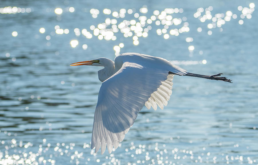 Great Egret 6020-021122-2 Photograph by Tam Ryan
