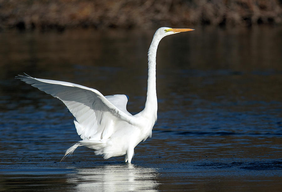 Great Egret 6178-011821-2 Photograph by Tam Ryan