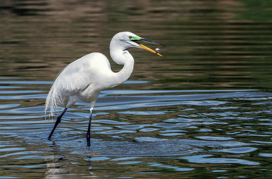 Great Egret 6247-042821-2 Photograph by Tam Ryan