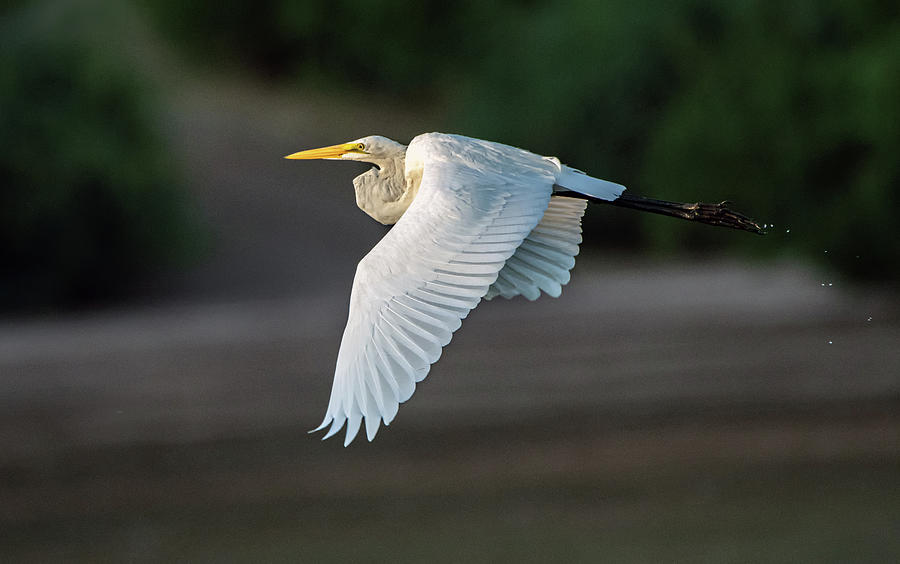 Great Egret 6453-072720-2 Photograph by Tam Ryan