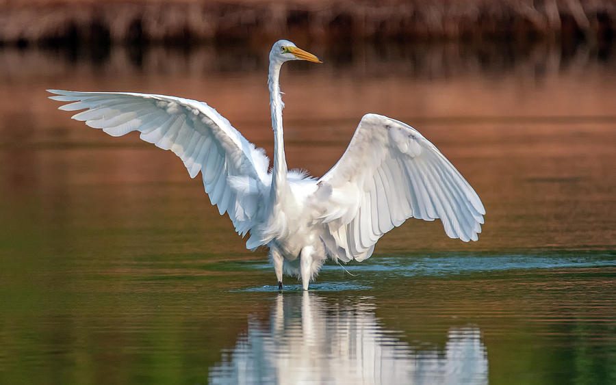 Great Egret 7015-080320-2 Photograph by Tam Ryan