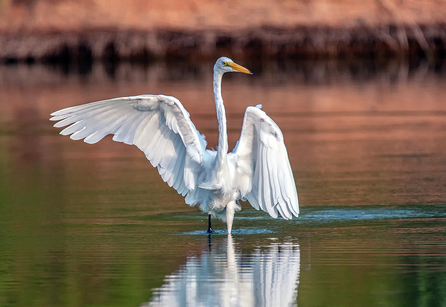 Great Egret 7016-080320-2 Photograph by Tam Ryan