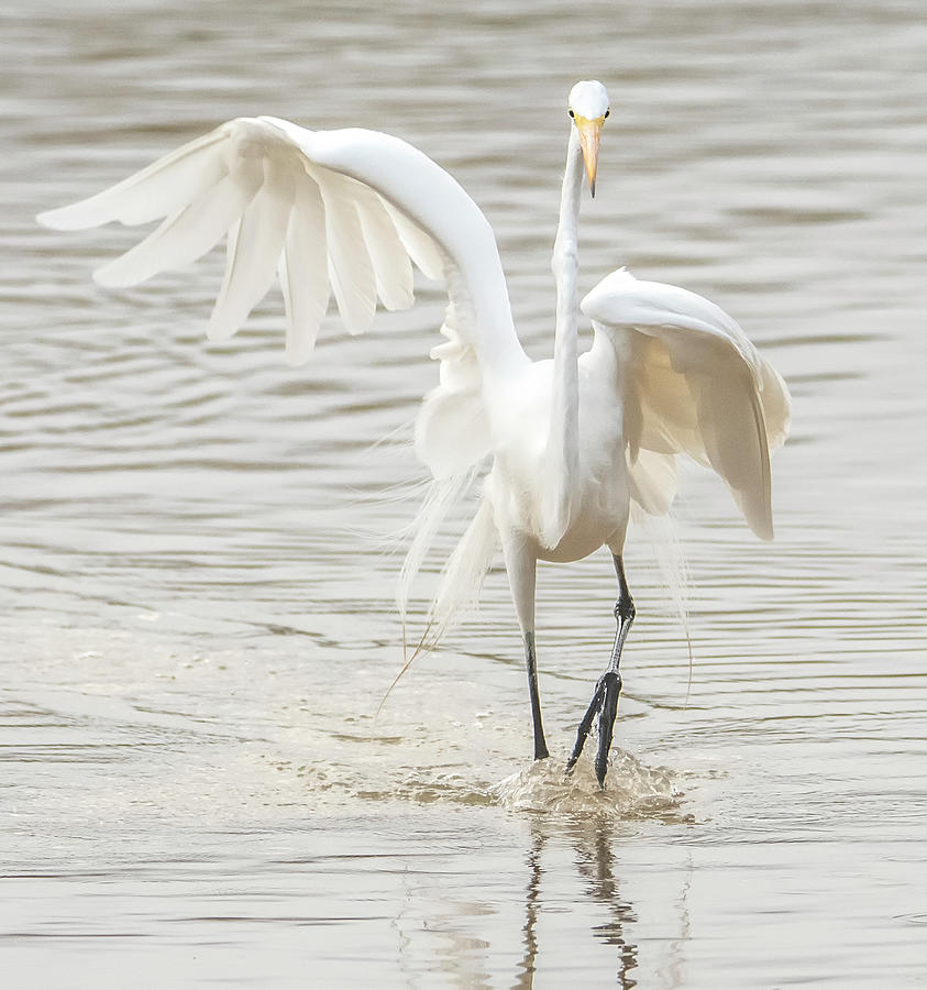 Great Egret 7024-012221-2 Photograph by Tam Ryan