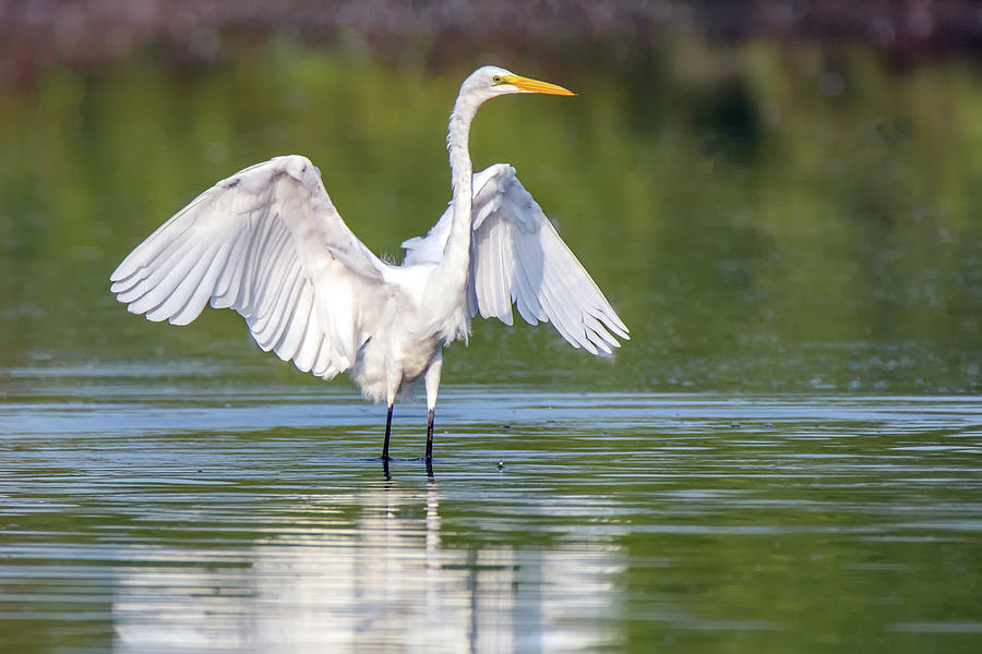 Great Egret 7044-080320-2 Photograph by Tam Ryan