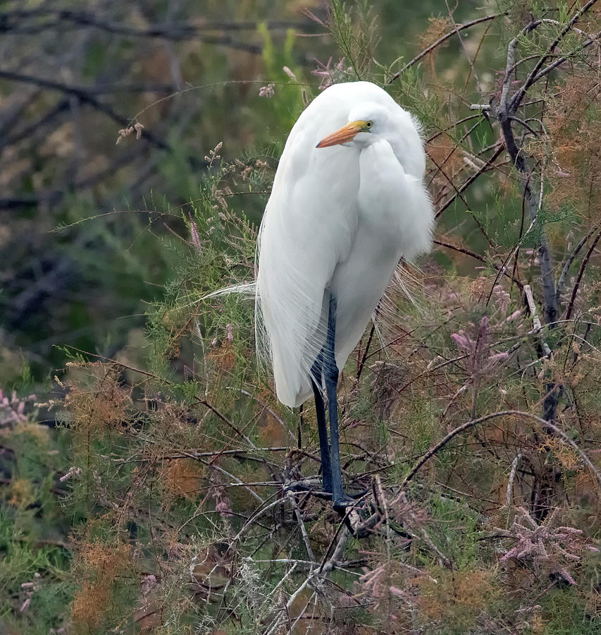 Great Egret 7244-012321-2 Photograph by Tam Ryan