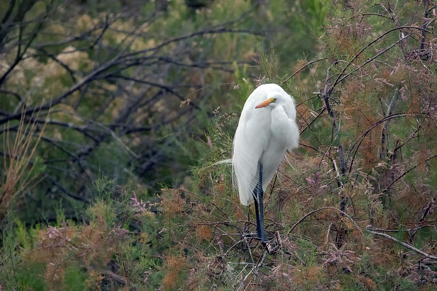 Great Egret 7244-012321 Photograph by Tam Ryan