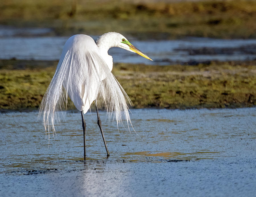 Great Egret 7347-052821-2 Photograph by Tam Ryan