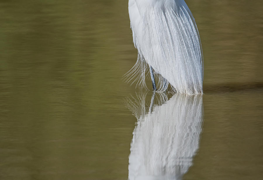 Great Egret 7351-031121-2 Photograph by Tam Ryan