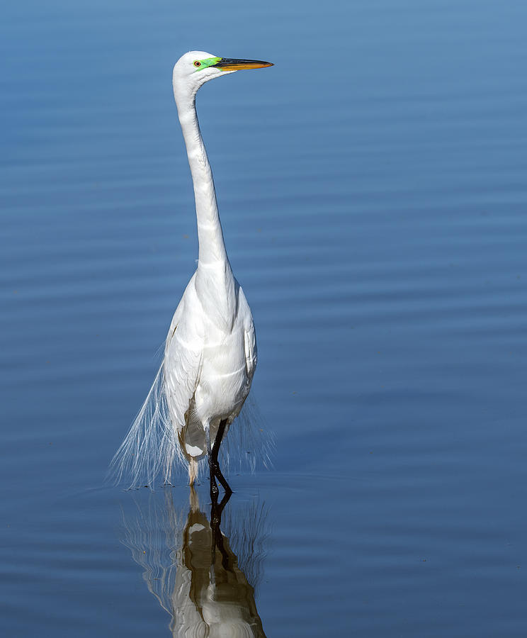 Great Egret 7637-050221-2 Photograph by Tam Ryan