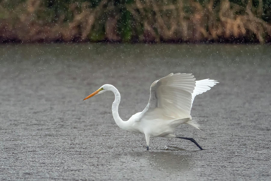 Great Egret 7679-012421-2 Photograph by Tam Ryan