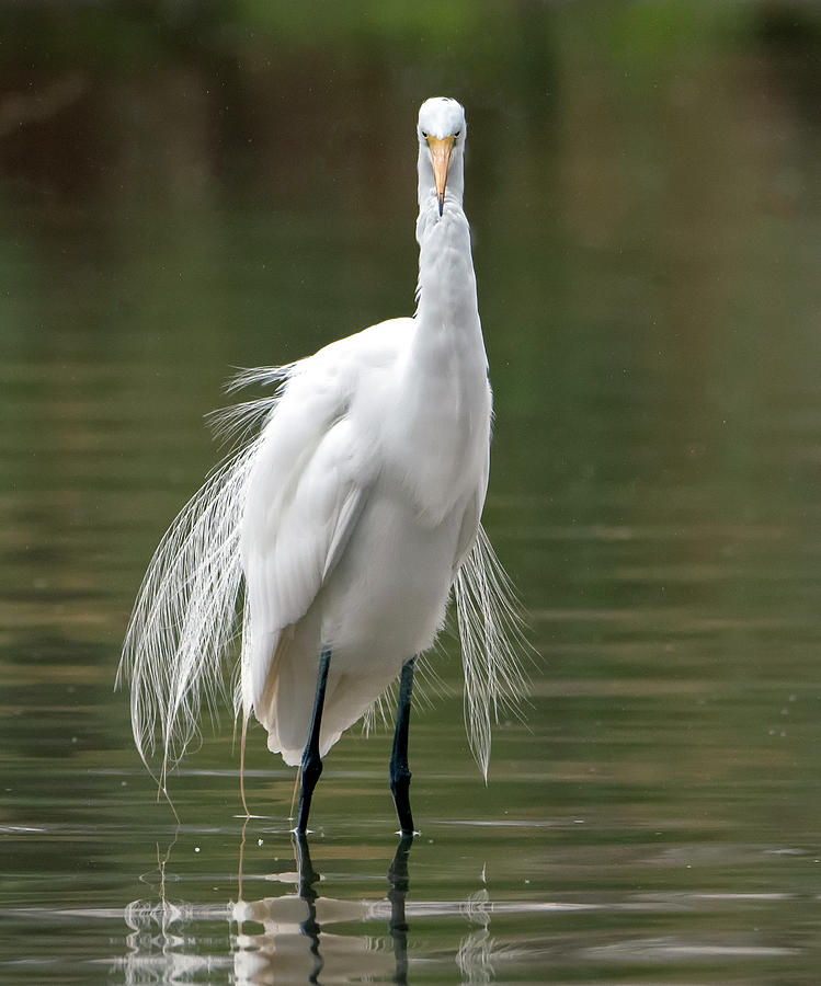 Great Egret 7788-012421-2 Photograph by Tam Ryan