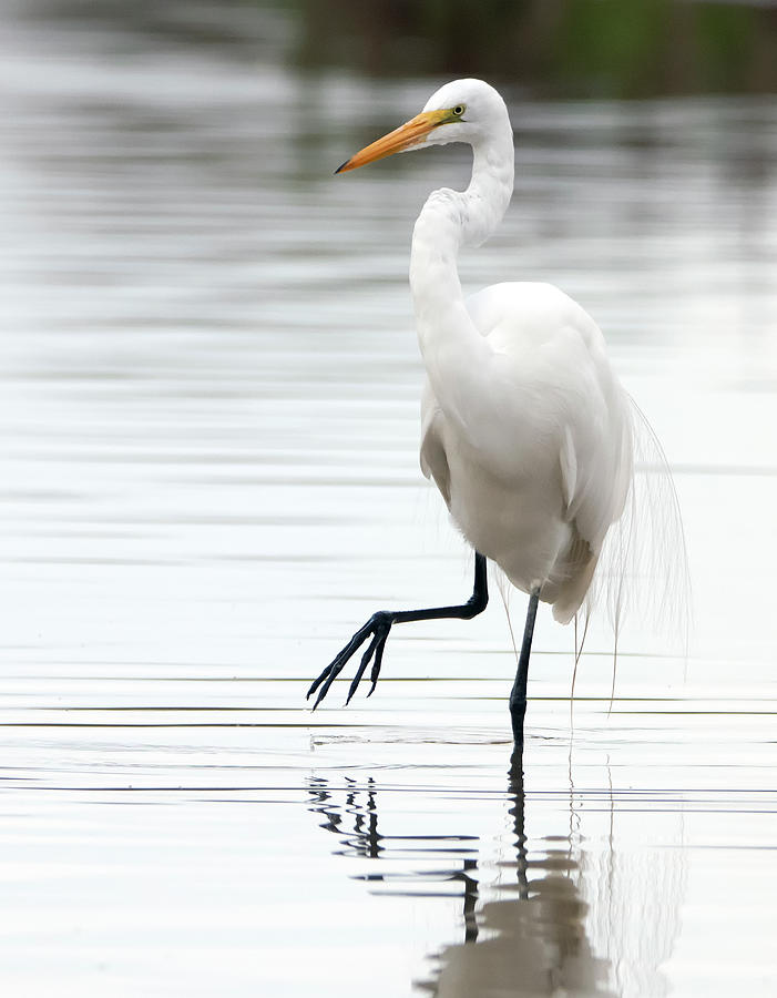 Great Egret 7819-012421-2 Photograph by Tam Ryan