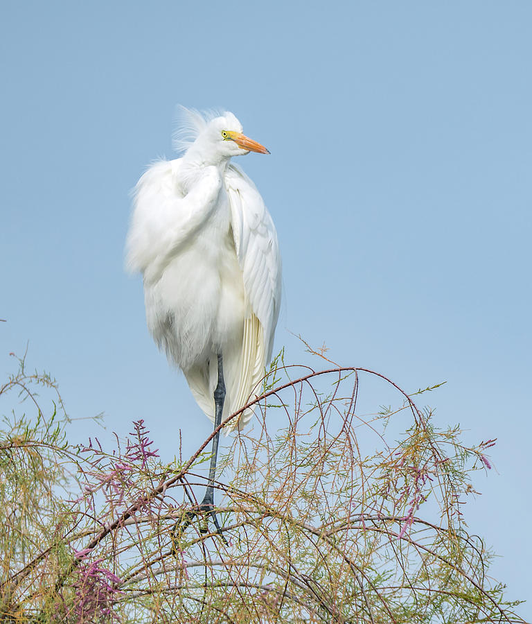 Great Egret 7929-120719-2 Photograph by Tam Ryan