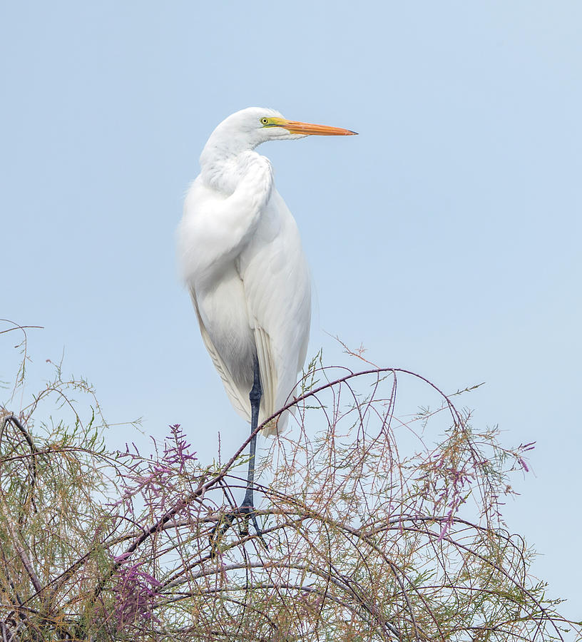 Great Egret 7955-120719-2 Photograph by Tam Ryan