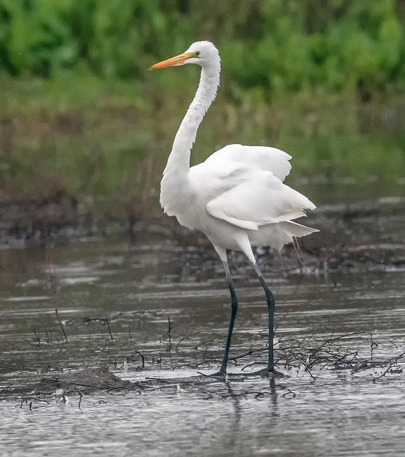 Great Egret 8134-012521-2 Photograph by Tam Ryan