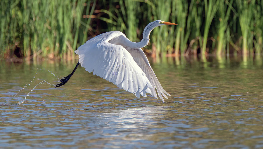 Great Egret 8212-090320-2 Photograph by Tam Ryan