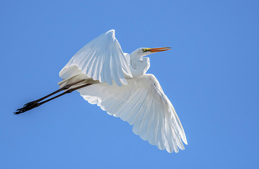 Great Egret 8273-090320-2 Photograph by Tam Ryan